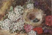 Clare George Bird-s Nest Still Life oil painting